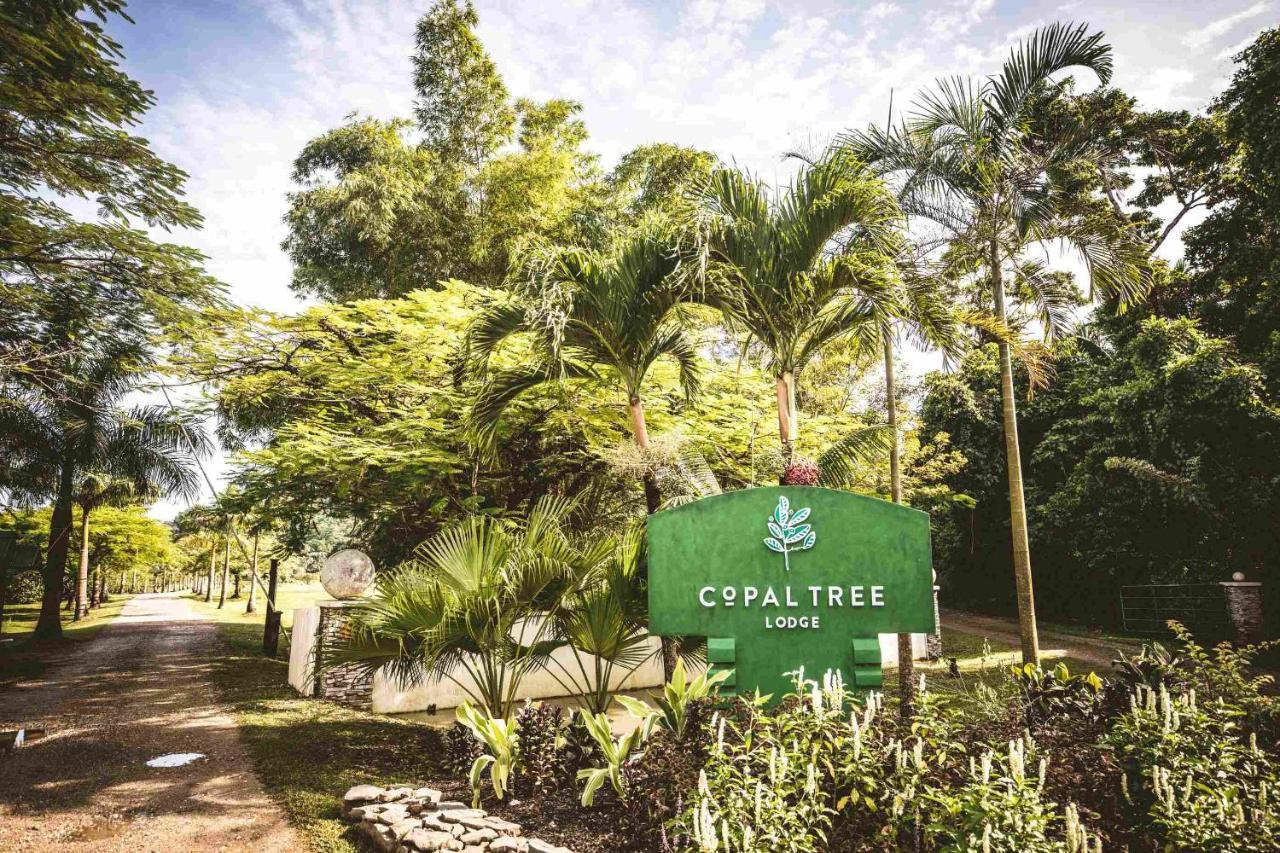 Copal Tree Lodge A Muy'Ono Resort Toledo District ภายนอก รูปภาพ